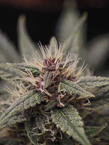 Growreport Bild 14