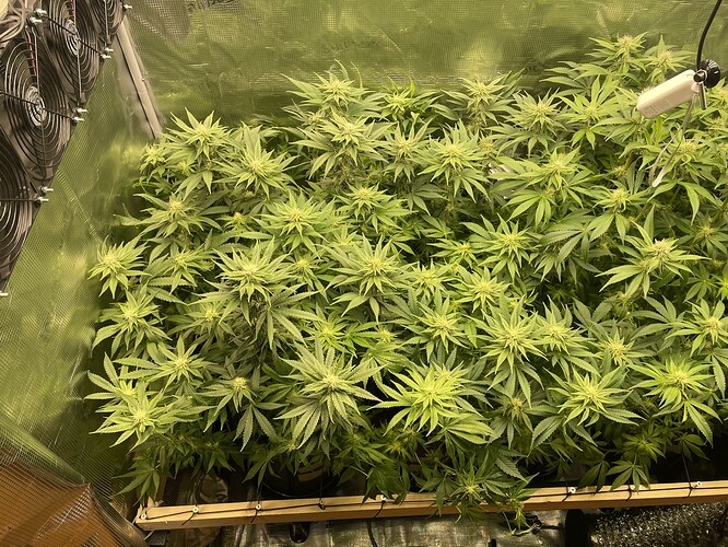 Eine Gruppe von Cannabis-Pflanzen in der Blütephase, die dicht in einem Grow-Zelt stehen. Mehrere Lüfter sind an der linken Wand des Zeltes montiert.