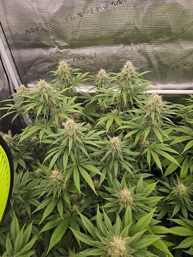 Growreport Bild 20
