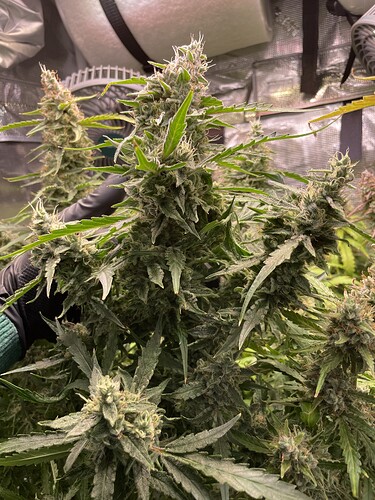 Growreport Bild 2