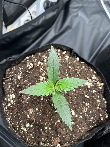 Growreport Bild 3