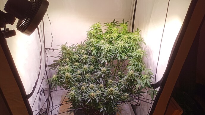 Growreport Bild 2