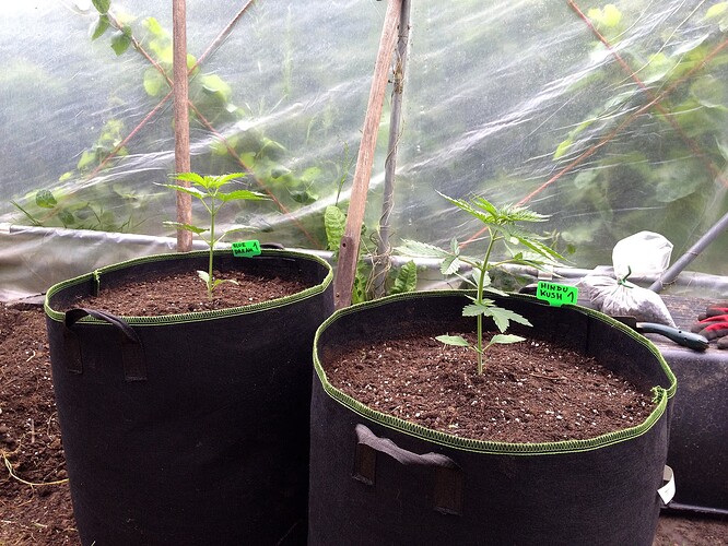 Growreport Bild 61