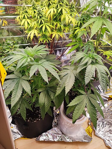 Growreport Bild 1