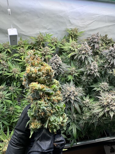 Growreport Bild 7