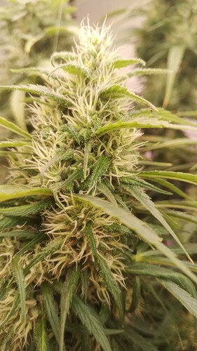 Growreport Bild 15