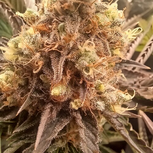 Growreport Bild 13