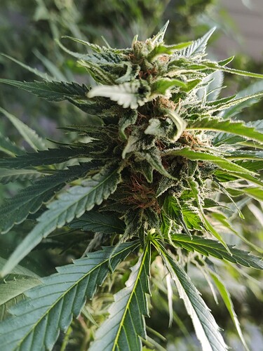 Screenshot_20251021-153523.Files by Google