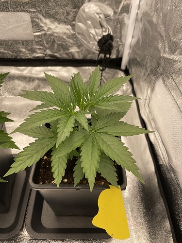 Growreport Bild 12