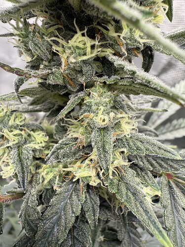 Growreport Bild 13