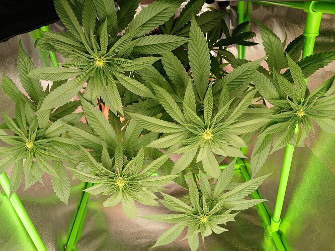 Growreport Bild 7