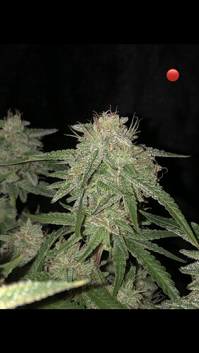 Growreport Bild 4