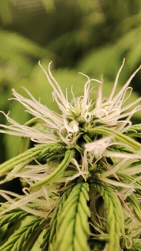 Growreport Bild 3