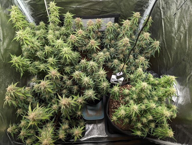 Growreport Bild 2