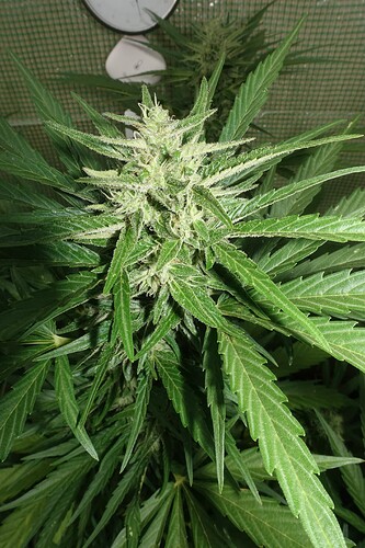 Growreport Bild 9