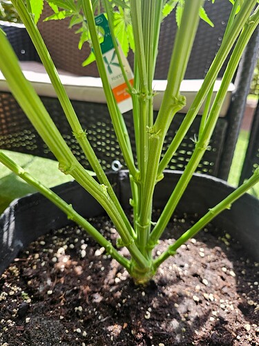 Growreport Bild 3