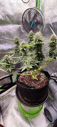 Growreport Bild 3