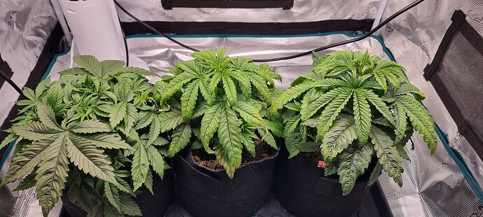 Growreport Bild 2