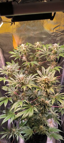Growreport Bild 11