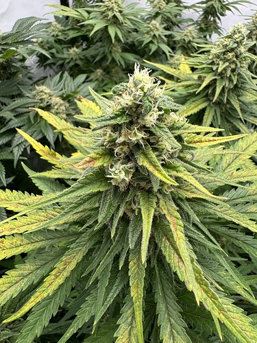 Growreport Bild 6
