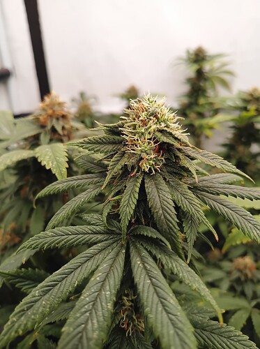 Growreport Bild 9