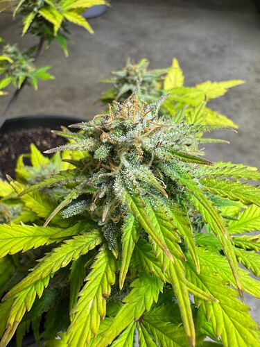 Growreport Bild 7