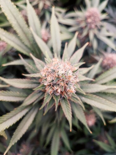 Growreport Bild 10