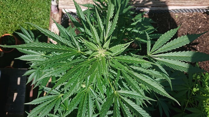 Growreport Bild 31