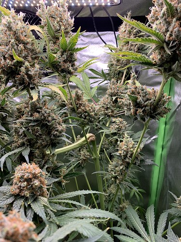 Growreport Bild 20