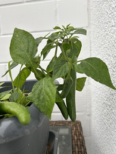 Growreport Bild 49