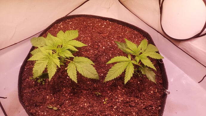 Growreport Bild 1
