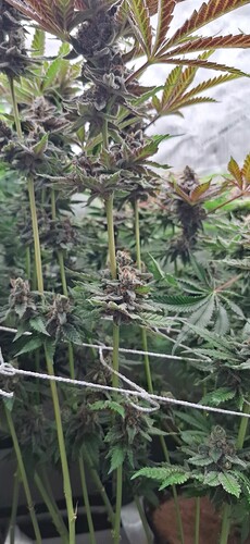 Growreport Bild 22