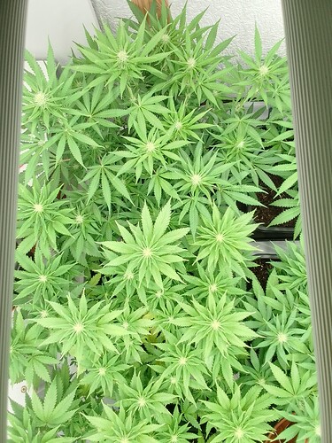 Growreport Bild 15