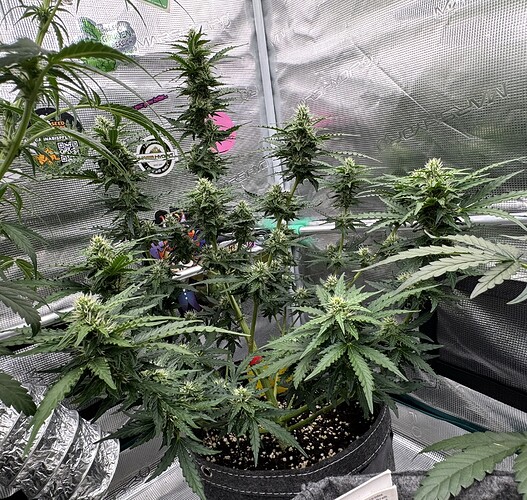 Growreport Bild 6