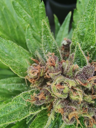 Growreport Bild 2