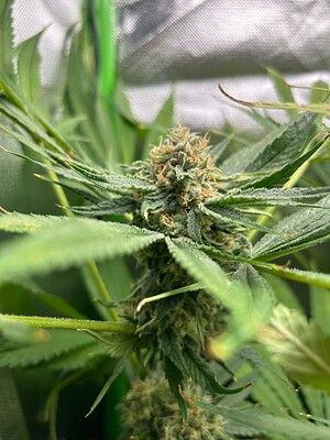 Growreport Bild 2