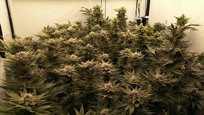 Growreport Bild 4