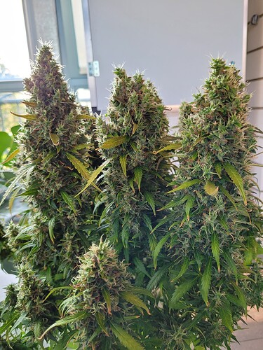 Growreport Bild 19