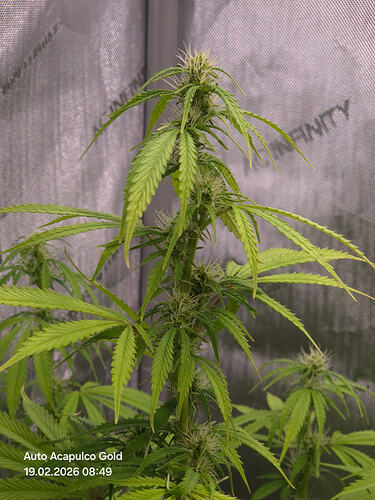 Eine Cannabis-Pflanze in der Blütephase in einem Growzelt.