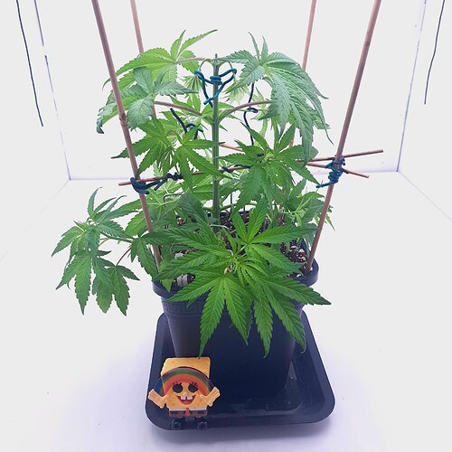 Growreport Bild 13