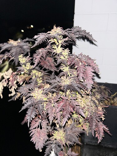 Growreport Bild 11