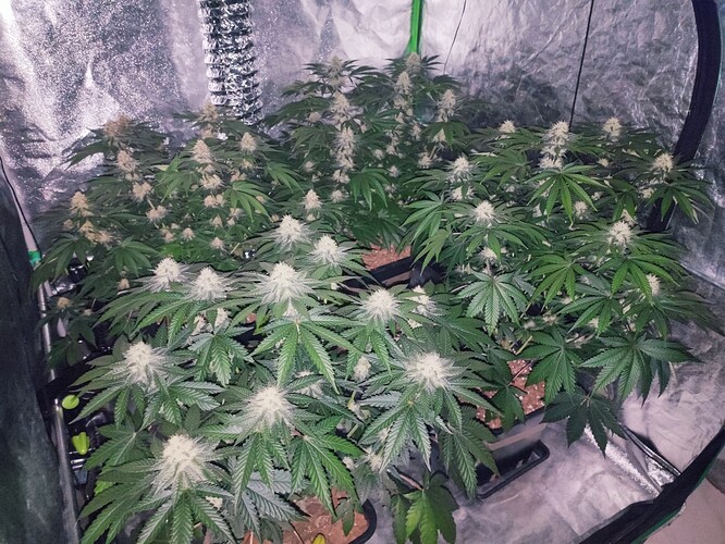 Growreport Bild 12