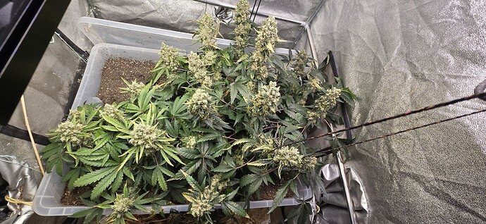 Growreport Bild 15