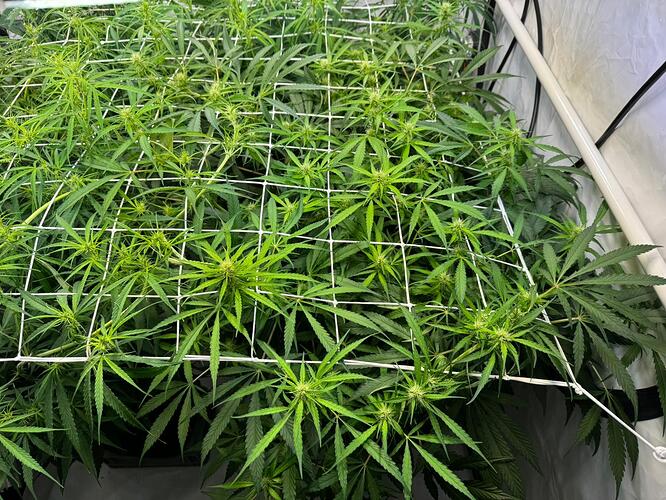 Growreport Bild 7