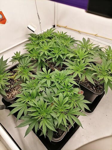 Growreport Bild 20
