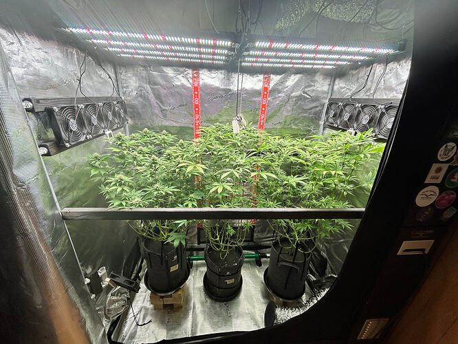 Drei Cannabis-Pflanzen in einem Growzelt unter LED-Beleuchtung in der Blütephase.
