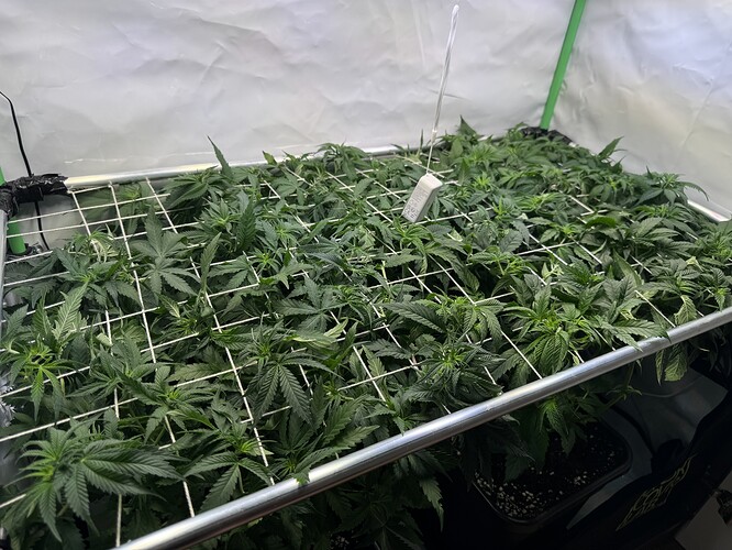 Growreport Bild 6