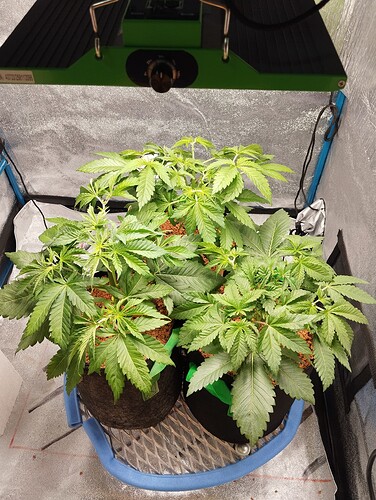 Growreport Bild 10