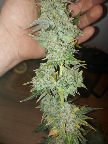 Growreport Bild 10