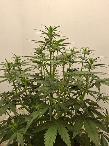 Growreport Bild 84